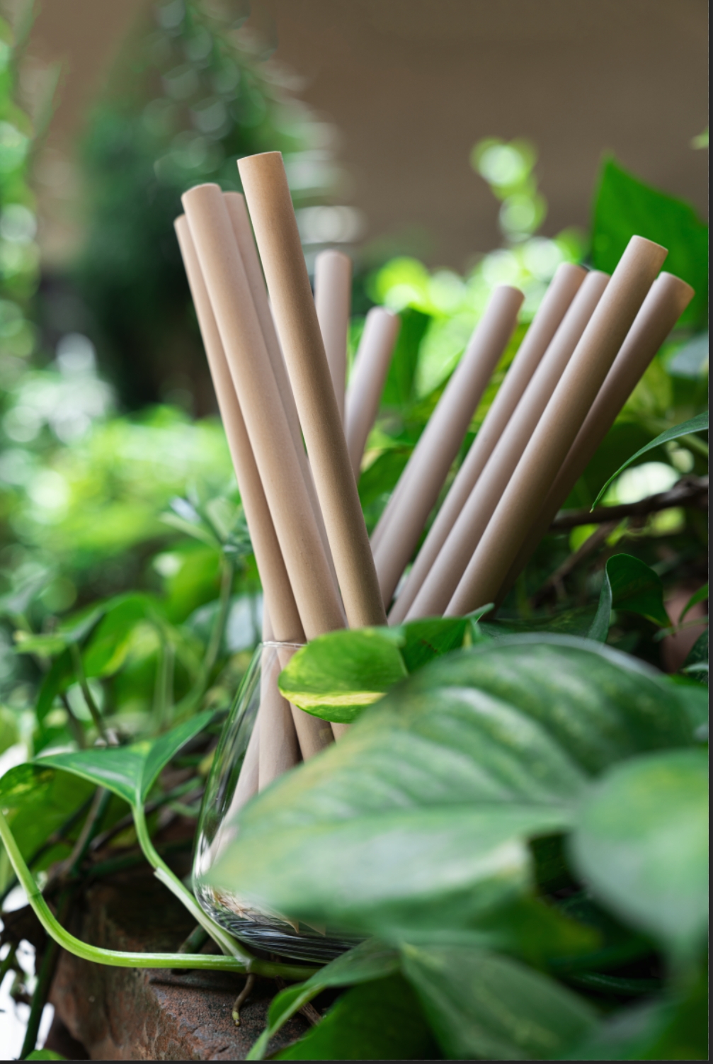 Tea Fiber Straws - Image 6