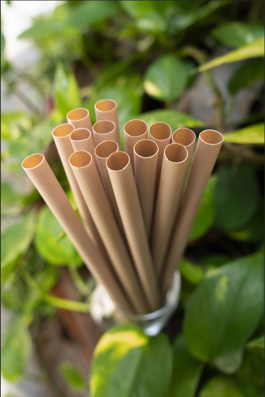 Tea Fiber Straws - Image 5