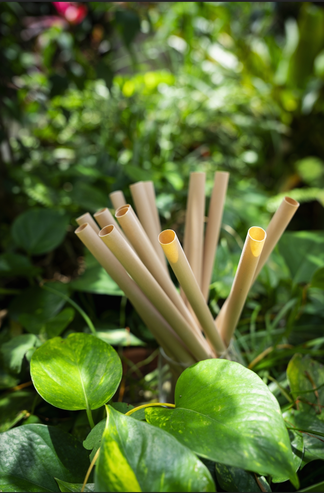 Tea Fiber Straws - Image 4
